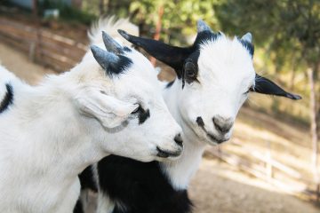 caprette tibetane da giardino