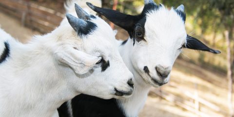 caprette tibetane da giardino