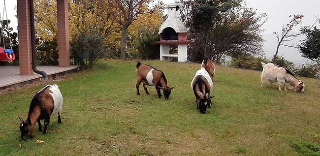 recinto caprette tibetane