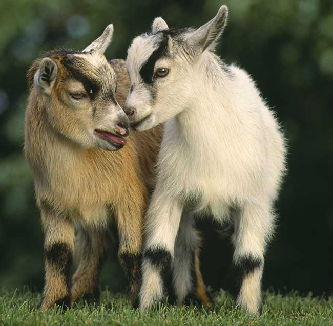 accoppiamento caprette tibetane