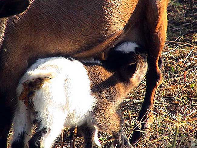 accoppiamento caprette tibetane