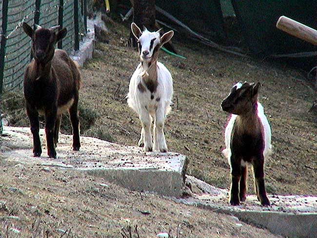 caprette tibetane carattere