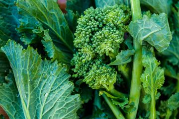 cime di rapa