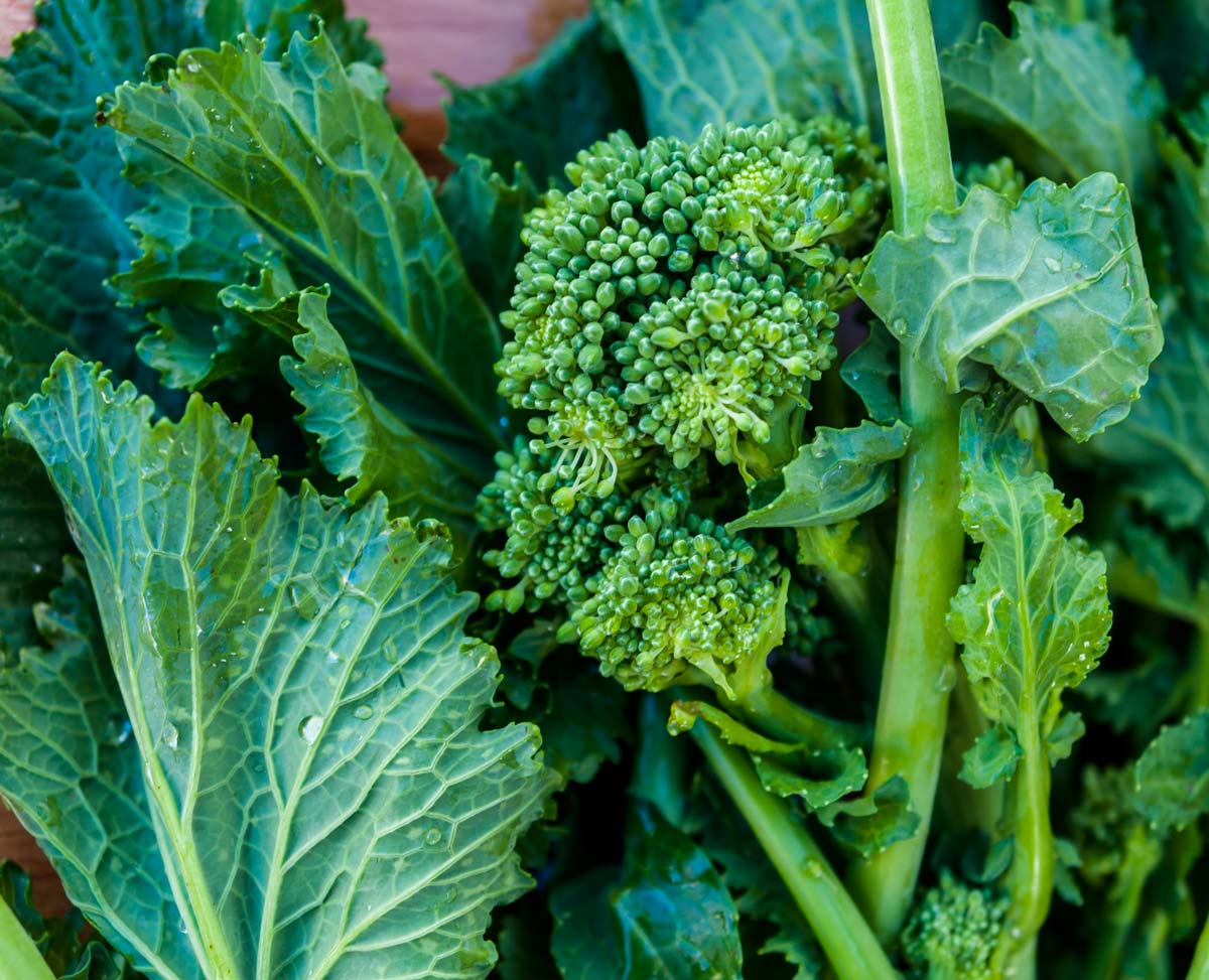 Cime di rapa coltivazione, periodo e ricette ...