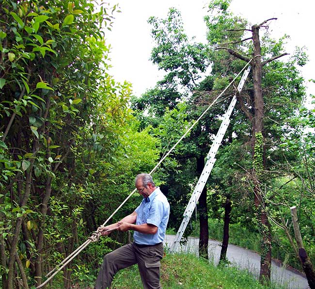 abbattere un albero in sicurezza