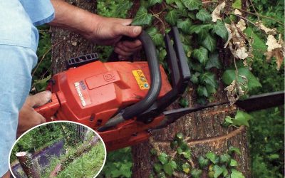 come abbattere un albero