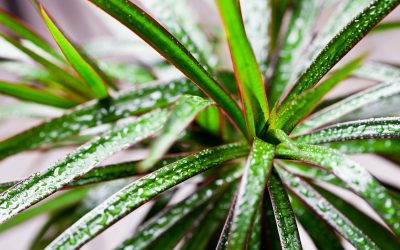dracena
