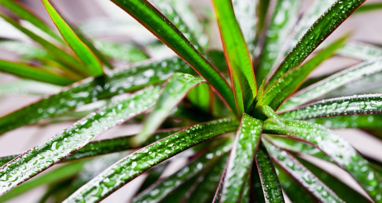dracena
