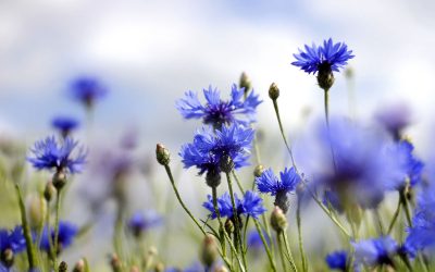 fiordaliso