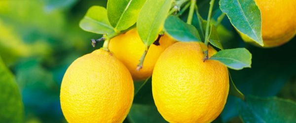malattie del limone