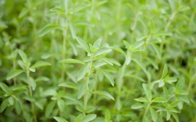 stevia