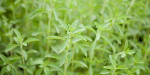 stevia