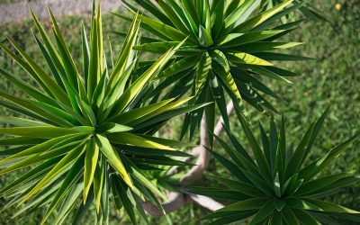 yucca