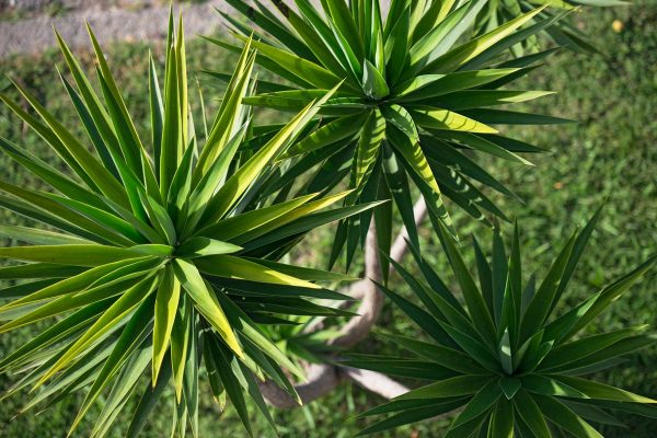 yucca