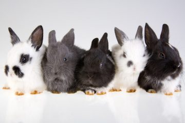 allevare conigli