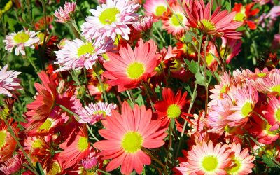 aster fiore