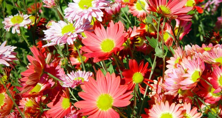 aster fiore