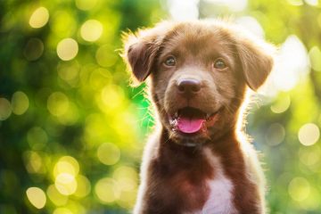 cuccioli di cane