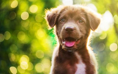 cuccioli di cane