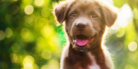 cuccioli di cane