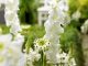 Piante perenni | 32 varietà per bordura, giardino, balcone e vaso