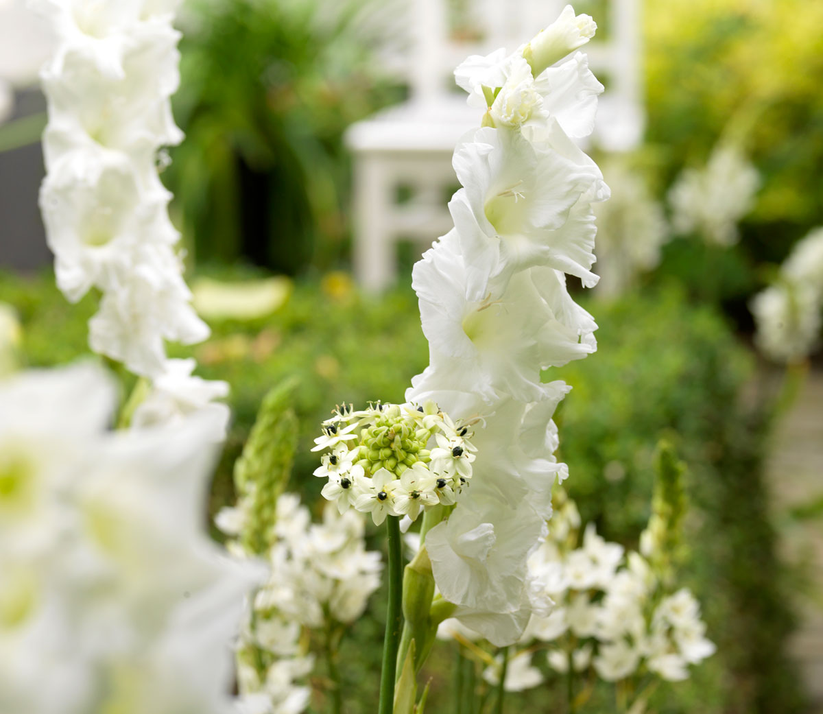 Fiori Bianchi La Luminosità Del Bianco In Giardino