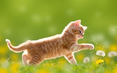 gatto