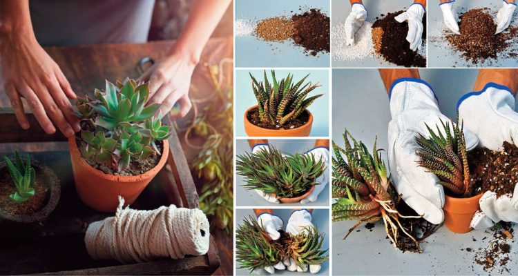 moltiplicazione piante grasse