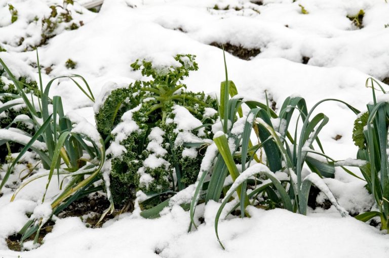 Orto invernale cosa piantare | Ortaggi e verdure - Giardinaggio, fiori ...