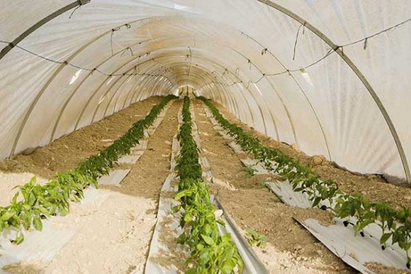 Orto invernale cosa piantare | Ortaggi e verdure - Giardinaggio, fiori ...