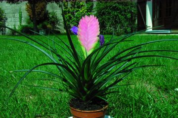 Tillandsia cyanea