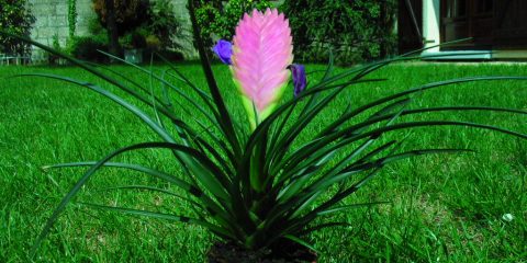 Tillandsia cyanea