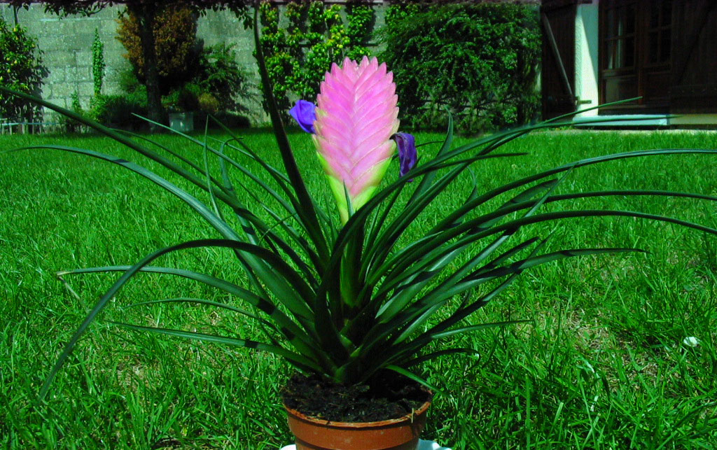 Tillandsia cyanea