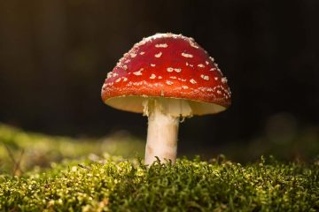 amanita muscaria