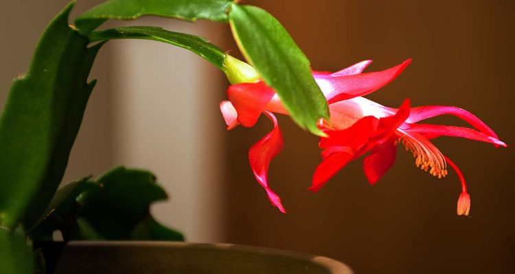 Cactus di Natale