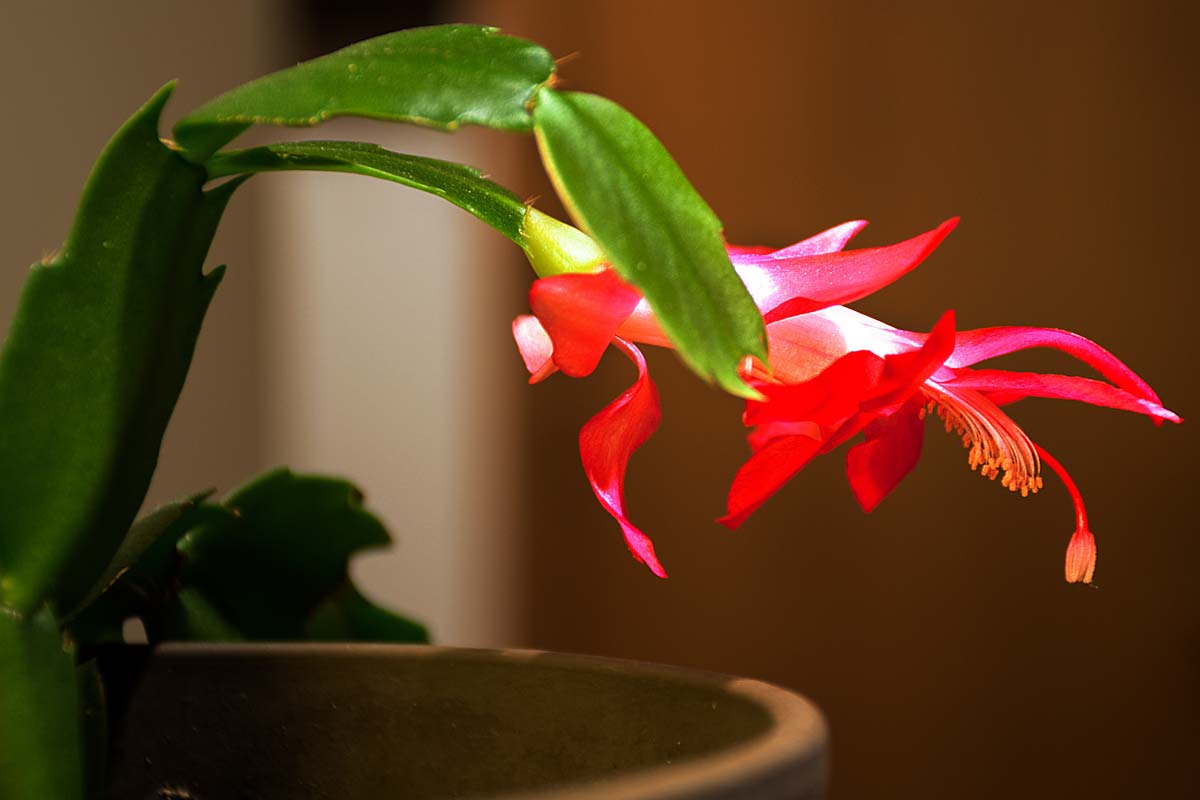 Cactus Di Natale.Cactus Di Natale La Schlumbergera Invernale Dai Fiori Rossi