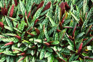 calathea