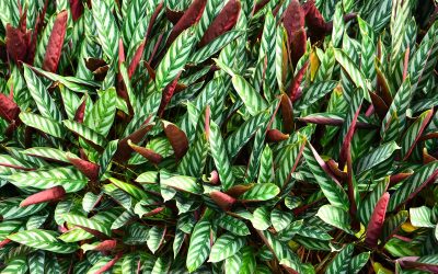 calathea