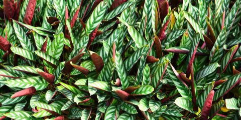 calathea