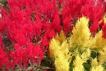 Celosia