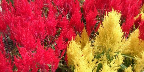 Celosia