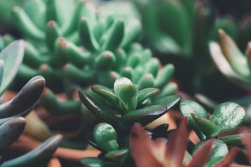 crassula