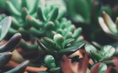 crassula