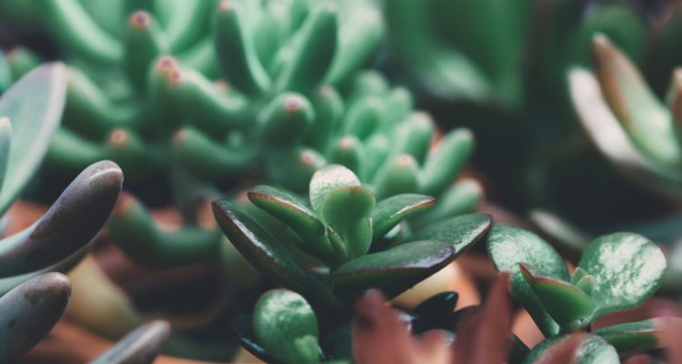 crassula