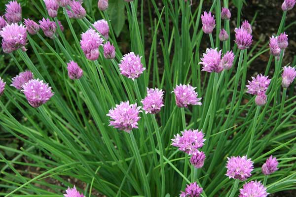 erbetta cipollina fiori