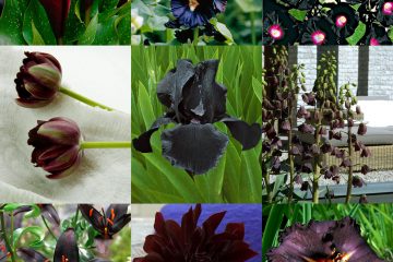 fiori neri