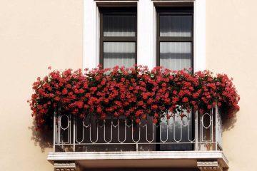 Fiori da balcone