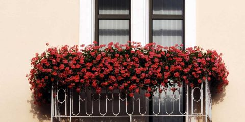 Fiori da balcone