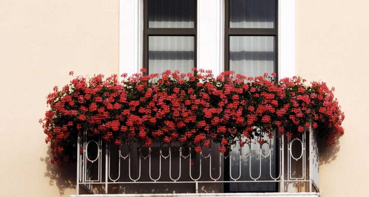 Fiori da balcone