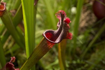 nepenthes